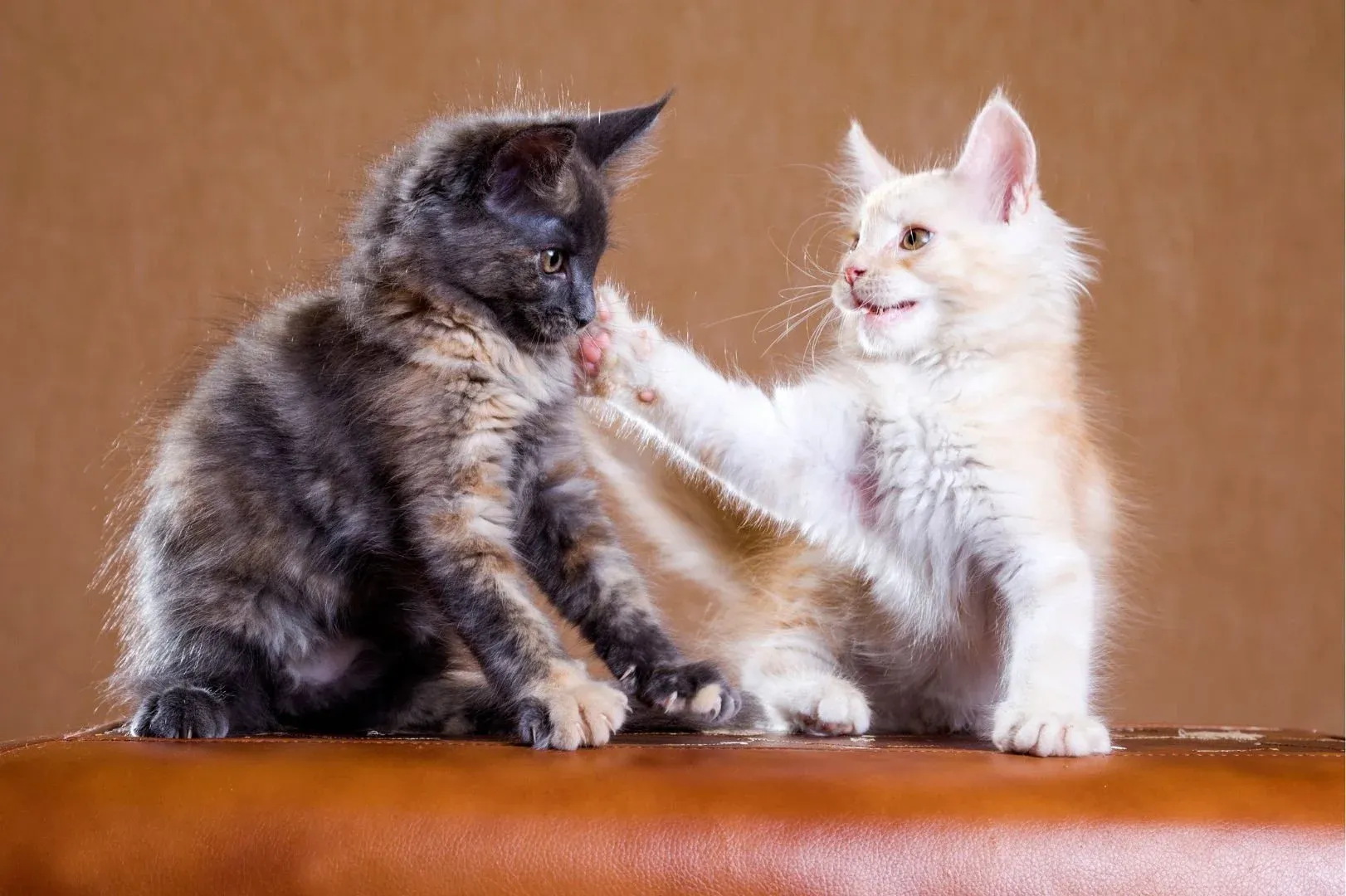 pitch slapping cats