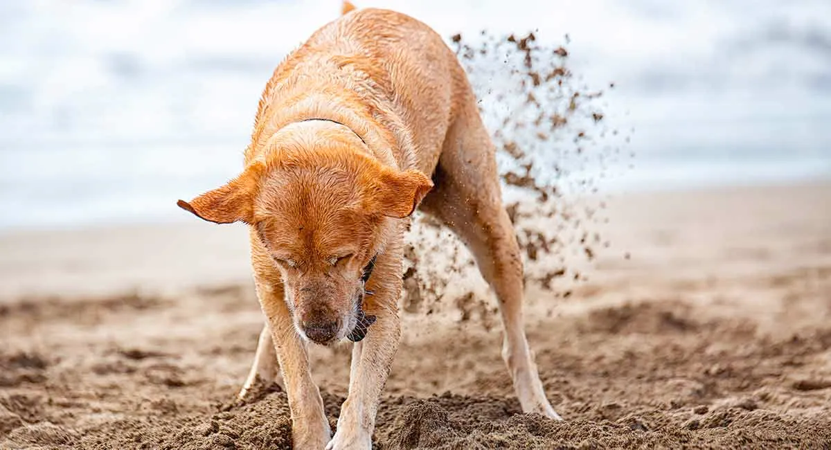 Dog digging the soil at the beach