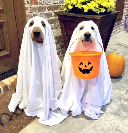 two dogs in halloween costume